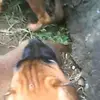 daniel.cretenet.dc - @daniel.cretenet.dc - TikTok