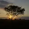 Daniel cripps - @wombat_111 - TikTok
