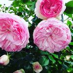 Daniel Dautel - @danieldautel - Instagram