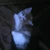 Cindy Daniel Debolt - @cindydanieldebolt - TikTok