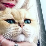 @daniel_defoe_cat - Instagram