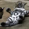 Daniel Delaruelle691 - @danieldelaruelle2 - TikTok