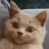 Daniel de Leeuw - @danieldeleeuw06 - TikTok