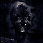 Daniel Dellaccio - @ghost_wolf_02 - Instagram