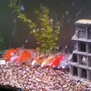 Dan Delude - @dan.delude - TikTok