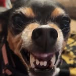 Daniel Denney - @pacodog12 - Instagram