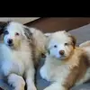 Daniel Dicaprio - @daniel.dicaprio97 - TikTok