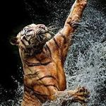 Daniel Tiger Dillenburg - @danieldillenburg - Instagram
