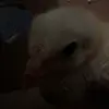 daniel - @danieldim20 - TikTok
