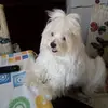 Daniela Di Mattia - @daniela.di.mattia3 - TikTok