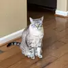 Daniel Dimitri E - @george_the_catttt - TikTok