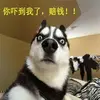 dingdaniel - @dingdaniel - TikTok