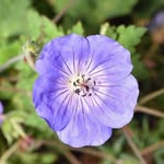 Daniel Dishner - @lavender.lantern - Instagram