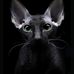 Dansky Dan - Facebook