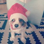 Daniel Doron - @doron305 - Instagram