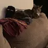 Danielle Dowdle - @danielledowdle - TikTok