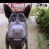 Daniel_K_Dowe - @daniel_dowe - TikTok