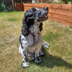 Daniel Downie - @downie2006 - Instagram