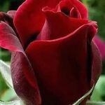 Daniel Dragomir - @daniel.dragomir.5015 - Instagram
