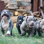 Daniel Dragos - @criminal_bully91 - Instagram