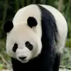 fat panda - @daniel_dubinsky_lol - TikTok