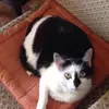 MAMOURAME - @danielleduteil - TikTok
