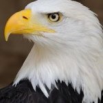 daniel_eagle - @daniel_eagle - Instagram