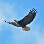 Daniel Eagle - Facebook