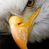 Daniel Eagles561 - @danieleagles19711971 - TikTok
