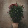 earnestdaniel75 - @earnestdaniel75 - TikTok