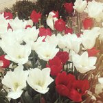 Daniel Edelstein - @sendicarn - Instagram