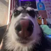 Danny - @danieleichelberge4 - TikTok