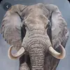 Elefante - @daniel_elefante - TikTok