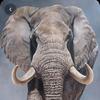 Elefante - @daniel_elefante - TikTok
