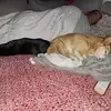 danielenglert84 - @danielenglert84 - TikTok