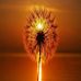 Daniel Fabbri 𓅦𓃰 - Facebook