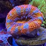 Daniel Fahl - @reefing_arts - Instagram