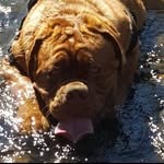 Santiago Daniel Falero Ghan - @grandeza_de_burdeos - Instagram
