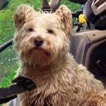 Daniel Farquharson - @daniel.farquharson.50 - Instagram