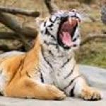 Daniel Faubert - @tigerlover007 - Instagram