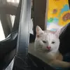 Daniel Fausi - @daniel.fausi - TikTok