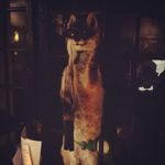 Daniel Fedeli - @danielfedeli - Instagram