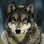 Daniel Feeley - @wolfiesterwolf - Instagram