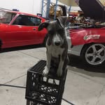 daniel feil - @atlas_theshop_dog - Instagram