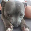 daniellefenlon.df - @daniellefenlon.df - TikTok