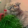Daniel Feuerhahn - @danielfeuerhahn2 - TikTok