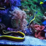 Daniel Filip - @aquanimal.sk - Instagram