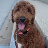 Danielle Fitzgerald - @danielleflannigan - TikTok