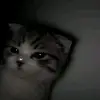 ALPHA - @daniel.florendo21 - TikTok