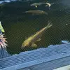 Frank the tank - @daniel.flower2 - TikTok